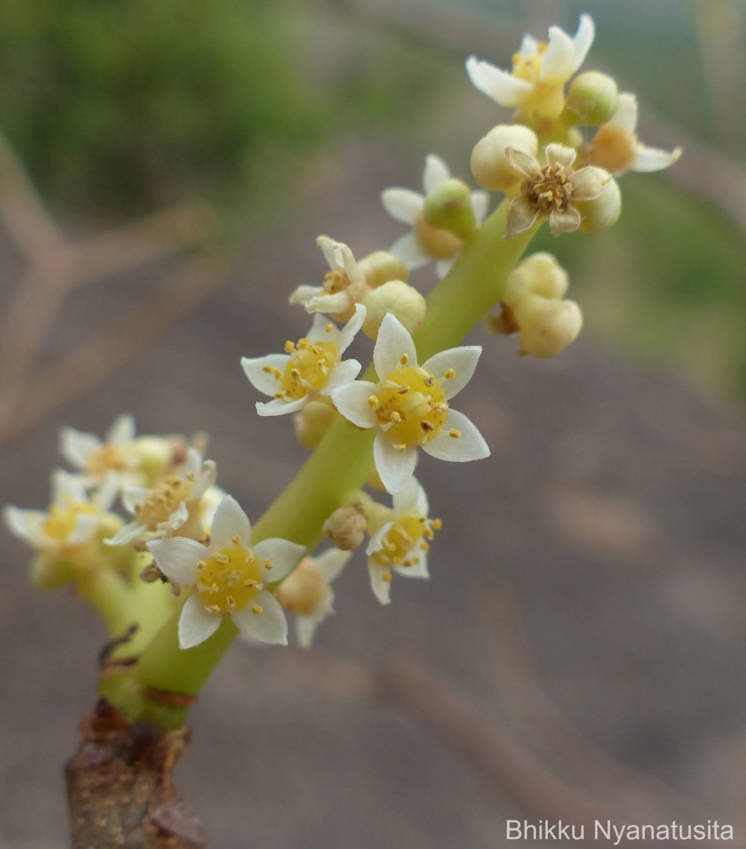 Spondias pinnata (L.f.) Kurz